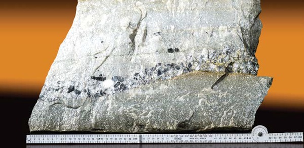 Multi band carbon leader reef facies specimen