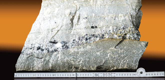 Multi band carbon leader reef facies specimen